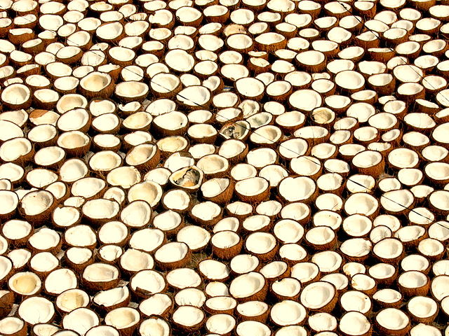 File:Kerala coconut.jpg