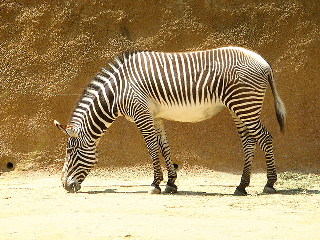 File:LAzooZebra.jpg