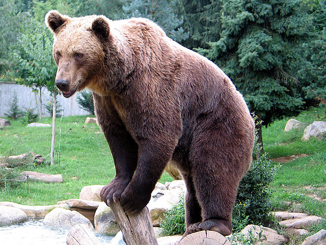 File:Ours brun parcanimalierpyrenees 1.jpg