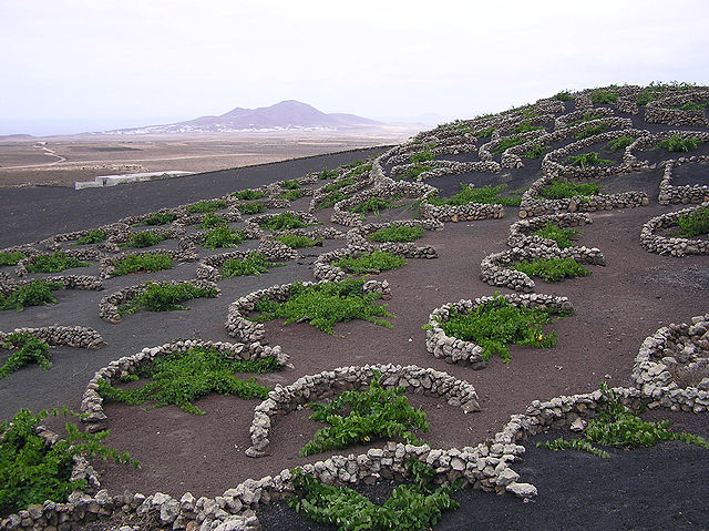 File:La Geria vines.jpg