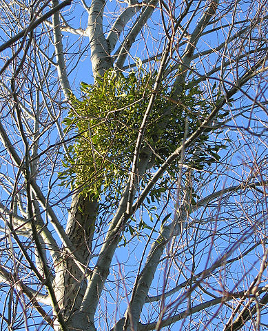 File:MistletoeInSilverBirch.jpg