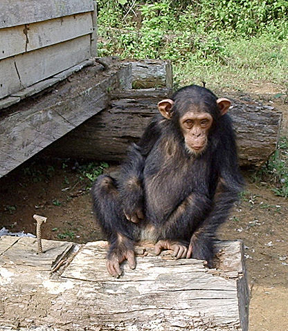 File:South Djoum Chimp.jpg