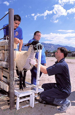 File:Scrapie testing.jpg