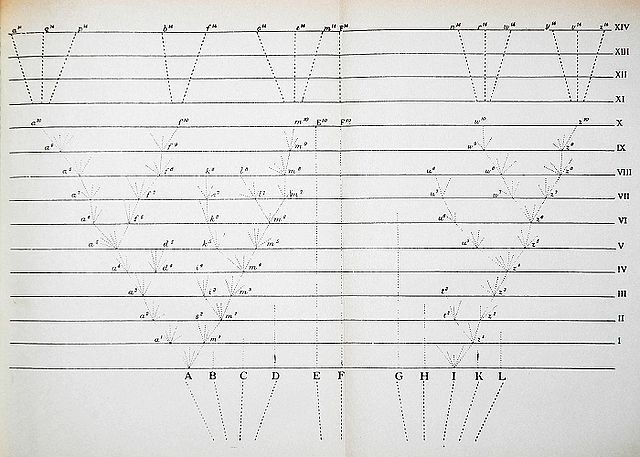 File:Darwin divergence.jpg