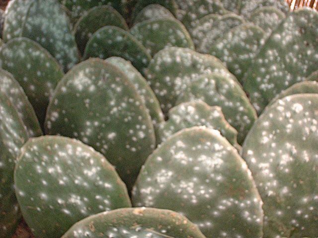 File:Cochineal infected pads.jpg