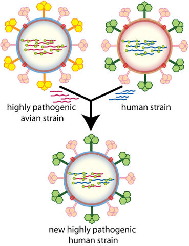 File:Influenza geneticshift.jpg