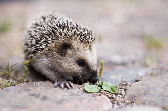File:Keqs young european hedgehog1.jpg