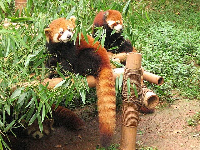 File:Chengdu-firefox-d03.jpg