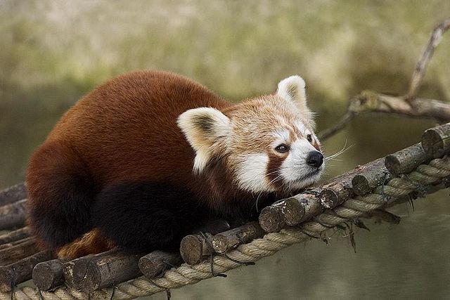 File:Red Panda.JPG
