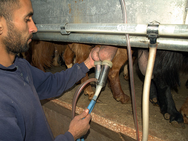 File:Goat milking on an organic farm in Israel.jpg
