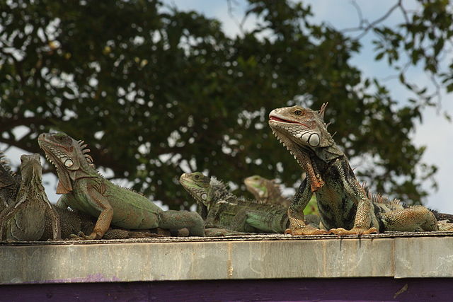 File:Iguanas Aruba.JPG