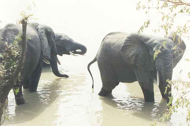 File:Elefanten Mole National Park.jpg